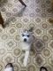 Siberian Husky Puppies for sale in Poughkeepsie, NY, USA. price: NA