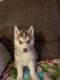 Siberian Husky Puppies for sale in Brunswick, MO 65236, USA. price: NA