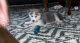 Siberian Husky Puppies for sale in Tucker, GA, USA. price: $500