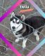 Siberian Husky Puppies for sale in Bryant, IN 47326, USA. price: NA