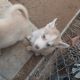 Siberian Husky Puppies for sale in California City, CA 93505, USA. price: $500