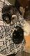 Siberian Husky Puppies for sale in Lake Elmo, MN 55042, USA. price: $800