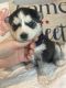 Siberian Husky Puppies for sale in Denton, NE 68339, USA. price: NA