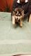 Siberian Husky Puppies for sale in Detroit, MI, USA. price: $800