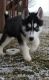 Siberian Husky Puppies for sale in Michigan City, IN, USA. price: $900