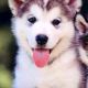 Siberian Husky Puppies for sale in Cuttack, Odisha, India. price: 70000 INR