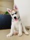 Siberian Husky Puppies for sale in Pune, Maharashtra, India. price: 30000 INR