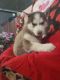 Siberian Husky Puppies for sale in 12815 Doty Rd, New Haven, IN 46774, USA. price: $1,100
