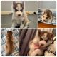 Siberian Husky Puppies for sale in Russellville, KY 42276, USA. price: $1,000