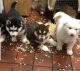 Siberian Husky Puppies for sale in 203 US-1, Norlina, NC 27563, USA. price: NA