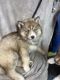 Siberian Husky Puppies for sale in Franklin, KY 42134, USA. price: $700