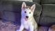 Siberian Husky Puppies for sale in Clackamas, OR 97015, USA. price: $900