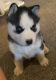 Siberian Husky Puppies for sale in Gridley, IL 61744, USA. price: $500