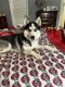 Siberian Husky Puppies for sale in Coshocton, OH 43812, USA. price: NA