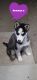 Siberian Husky Puppies for sale in Peyton, CO 80831, USA. price: $750