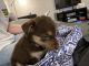 Siberian Husky Puppies for sale in Tempe, AZ, USA. price: $800