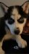 Siberian Husky Puppies for sale in Columbus, OH, USA. price: $700