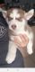 Siberian Husky Puppies for sale in Racine, WI 53403, USA. price: $800