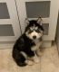 Siberian Husky Puppies for sale in Sylmar, Los Angeles, CA, USA. price: NA