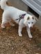 Siberian Husky Puppies for sale in Youngsville, NC 27596, USA. price: $300
