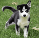 Siberian Husky Puppies for sale in 100 Centre St, New York, NY 10013, USA. price: $500