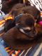 Siberian Husky Puppies for sale in Marietta, OK 73448, USA. price: $350