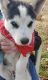 Siberian Husky Puppies for sale in Chesnee, SC 29323, USA. price: $800