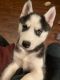Siberian Husky Puppies for sale in Rome, NY, USA. price: $575