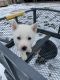 Siberian Husky Puppies for sale in Royal City, WA 99357, USA. price: NA