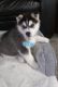 Siberian Husky Puppies for sale in South Boardman, MI 49680, USA. price: $400