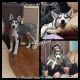 Siberian Husky Puppies for sale in Bloomfield, IN 47424, USA. price: $600