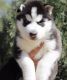Siberian Husky Puppies for sale in Amritsar, Punjab, India. price: 38000 INR