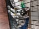 Siberian Husky Puppies for sale in Oakland Park, FL, USA. price: NA