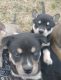 Siberian Husky Puppies for sale in Wichita, KS, USA. price: $250