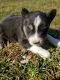 Siberian Husky Puppies for sale in Johnson City, TN 37604, USA. price: NA