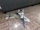 Siberian Husky Puppies for sale in Chula Vista, CA, USA. price: $700