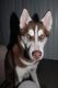 Siberian Husky Puppies for sale in Burlington, NJ 08016, USA. price: $400