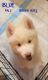 Siberian Husky Puppies for sale in Louisville, KY, USA. price: $850