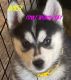 Siberian Husky Puppies for sale in Louisville, KY, USA. price: $850