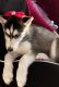 Siberian Husky Puppies for sale in Fairfield, CT, USA. price: $1,300