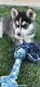 Siberian Husky Puppies for sale in Verrado, Buckeye, AZ 85396, USA. price: NA