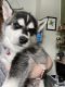 Siberian Husky Puppies for sale in Beaver Falls, PA 15010, USA. price: $850