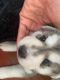 Siberian Husky Puppies for sale in Cocoa, FL, USA. price: NA
