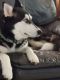Siberian Husky Puppies for sale in West Seneca, NY, USA. price: NA