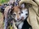 Siberian Husky Puppies for sale in Bertram, TX 78605, USA. price: NA