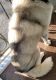 Siberian Husky Puppies for sale in Torrance, CA, USA. price: NA