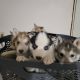 Siberian Husky Puppies for sale in Auburn, WA 98092, USA. price: $600
