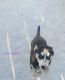 Siberian Husky Puppies for sale in Centuria, WI 54824, USA. price: $500