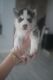 Siberian Husky Puppies for sale in Homestead, FL 33033, USA. price: $2,000