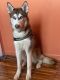 Siberian Husky Puppies for sale in Fort Lauderdale, FL 33351, USA. price: $1,200